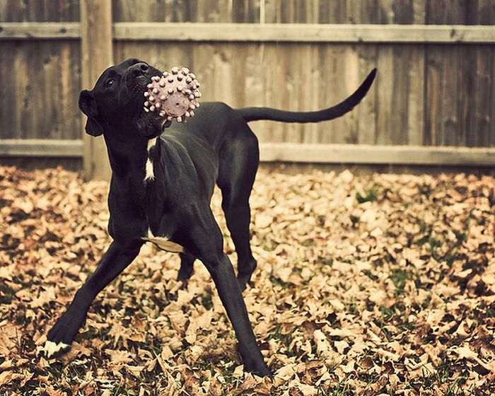 Dogs Playing In Leaves (42 pics)