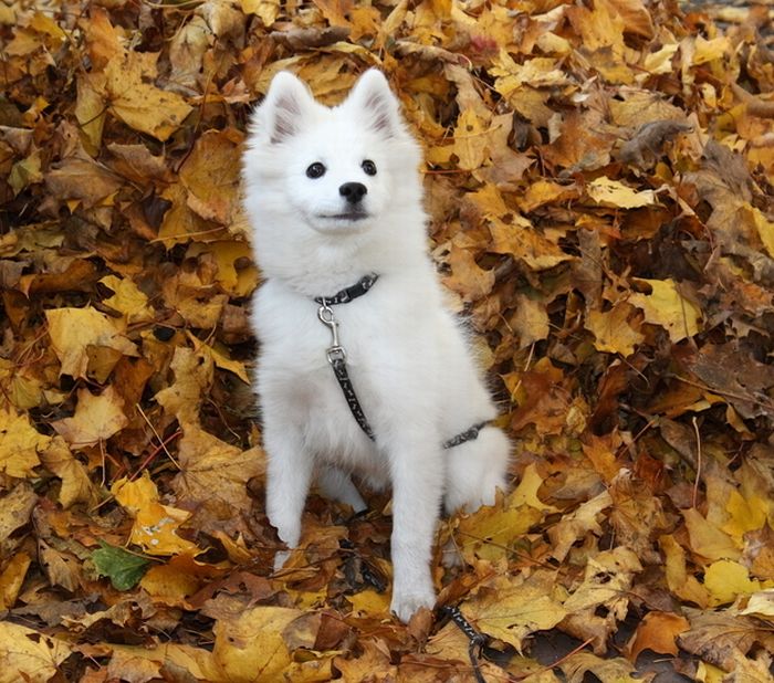 Dogs Playing In Leaves (42 pics)