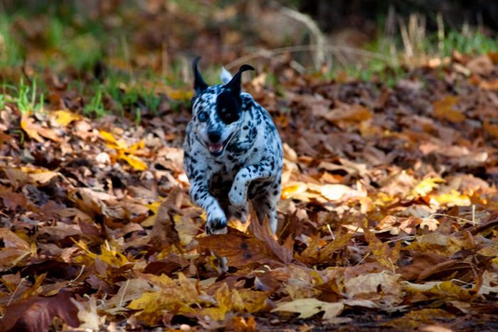 Dogs Playing In Leaves (42 pics)
