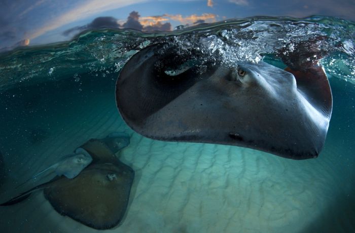 National Geographic Photo Contest 2011. Part 2 (41 pics)