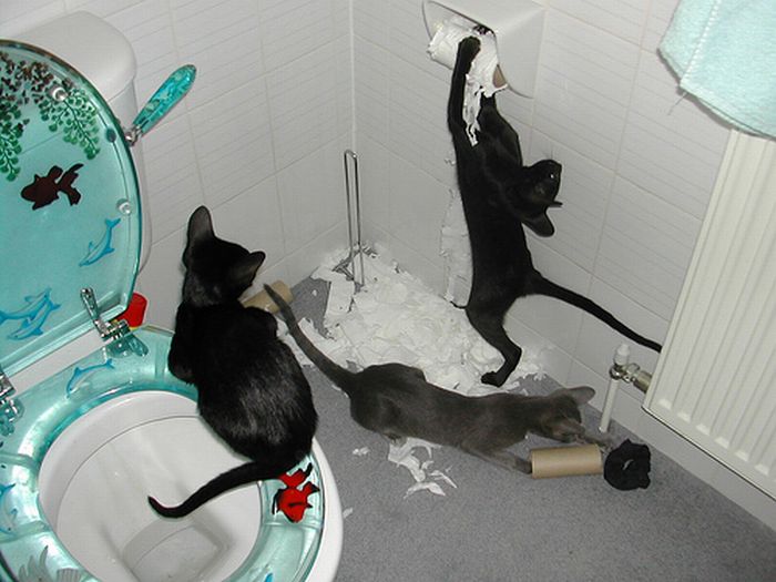 Cats Doing Evil Things (67 pics)