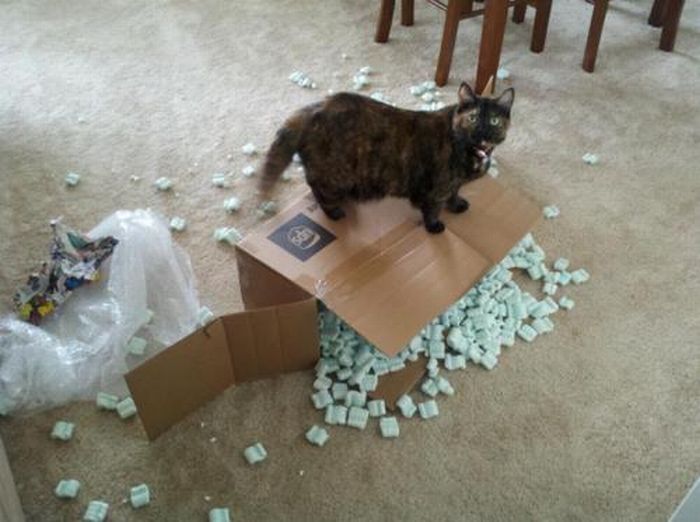 Cats Doing Evil Things (67 pics)