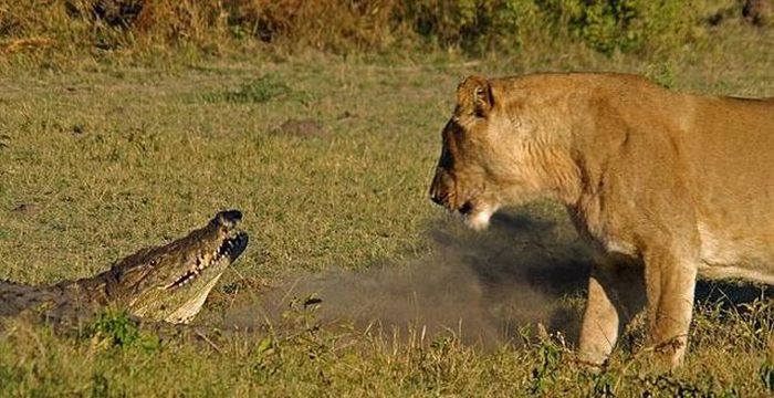 Alligator vs Lions (9 pics)