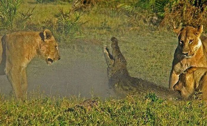 Alligator vs Lions (9 pics)