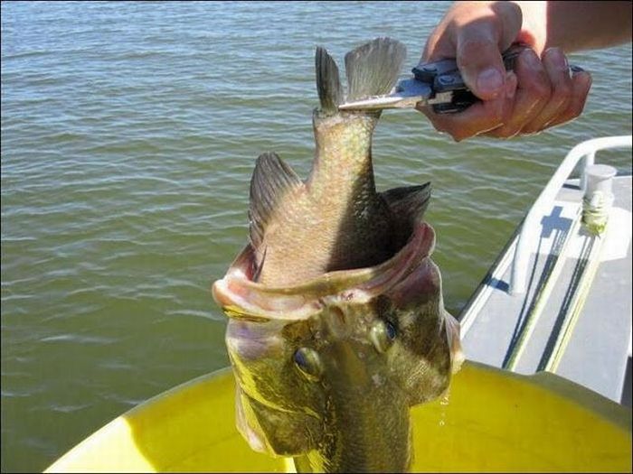 Fish Died While Trying to Swallow Another Fish (4 pics)