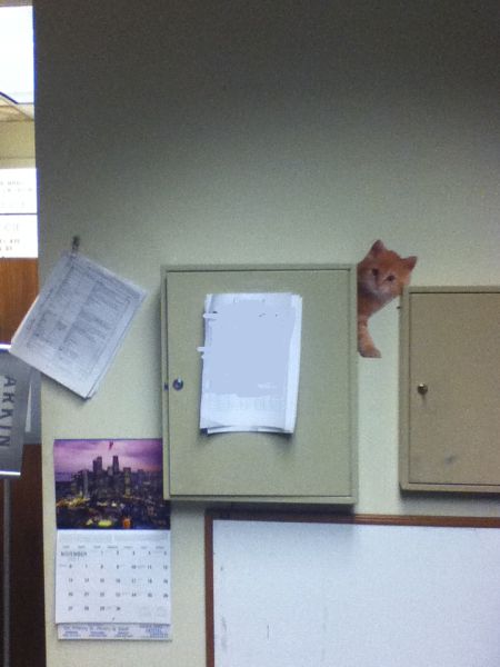 Trolling in the Office - Cute Kittens (9 pics)