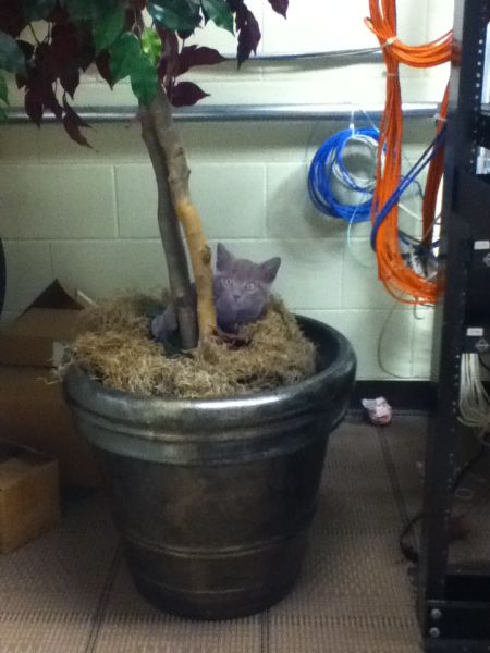 Trolling in the Office - Cute Kittens (9 pics)