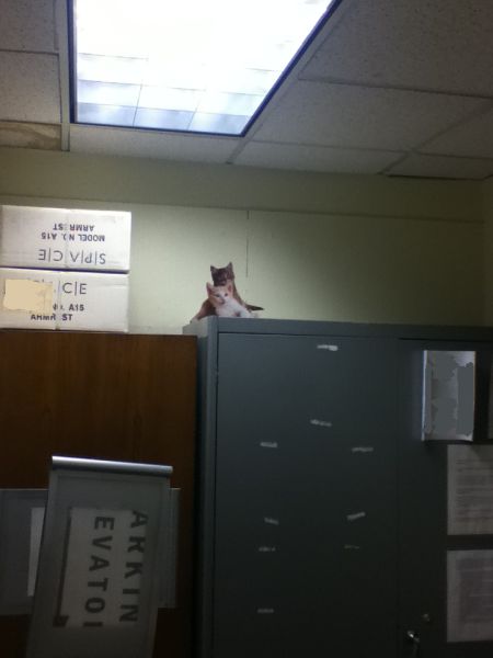 Trolling in the Office - Cute Kittens (9 pics)