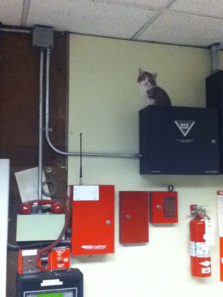 Trolling in the Office - Cute Kittens (9 pics)