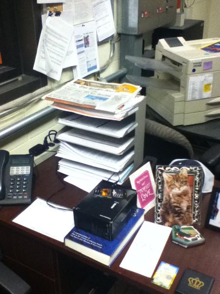 Trolling in the Office - Cute Kittens (9 pics)