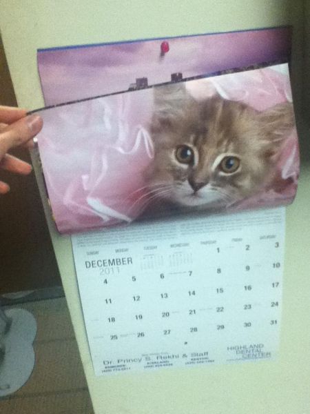 Trolling in the Office - Cute Kittens (9 pics)