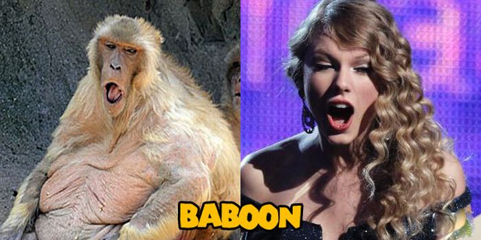 Animals That Look Like Taylor Swift (14 pics)