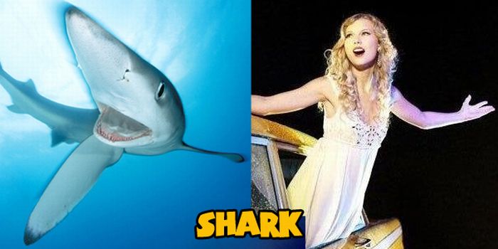 Animals That Look Like Taylor Swift (14 pics)