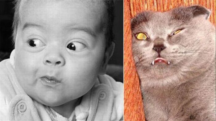 People vs Animals (22 pics)