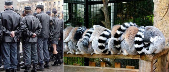 People vs Animals (22 pics)