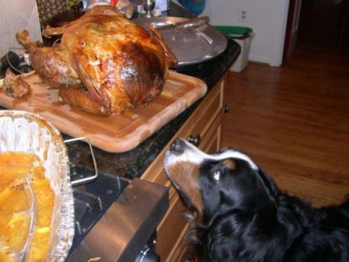 Funny Thanksgiving Moments (35 pics + 1 gif)