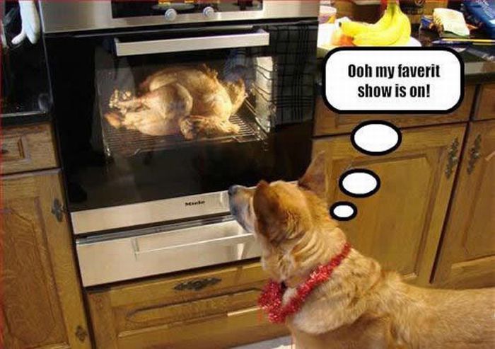 Funny Thanksgiving Moments (35 pics + 1 gif)