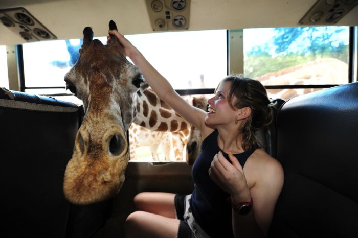 Friendly Giraffe (3 pics)