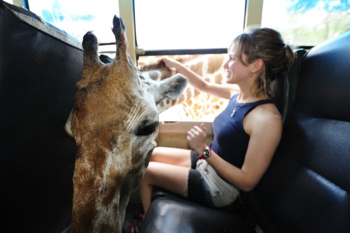 Friendly Giraffe (3 pics)
