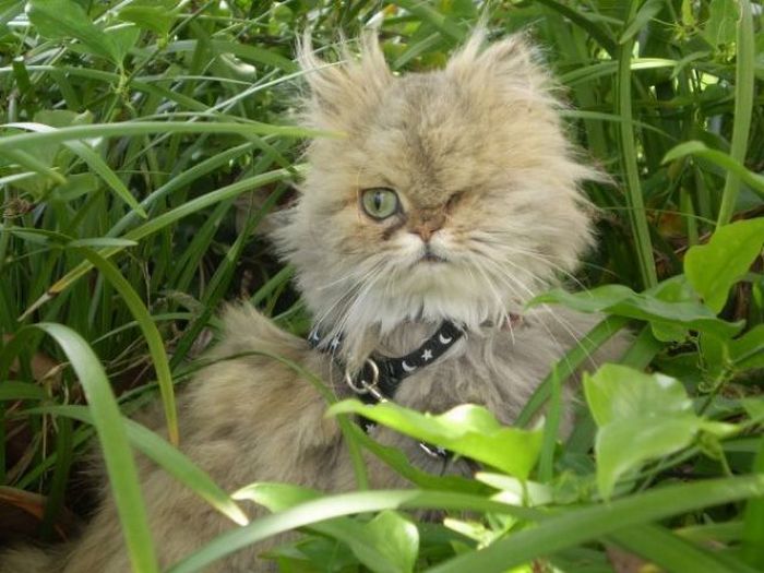 Acid Picdump (105 pics)