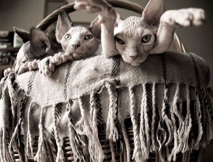 Acid Picdump (105 pics)
