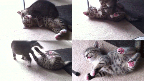 Acid Gifdump (10 gifs)