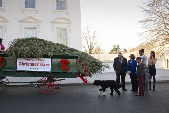 White House Gets a Christmas Tree (5 pics + video)
