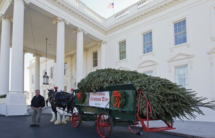 White House Gets a Christmas Tree (5 pics + video)