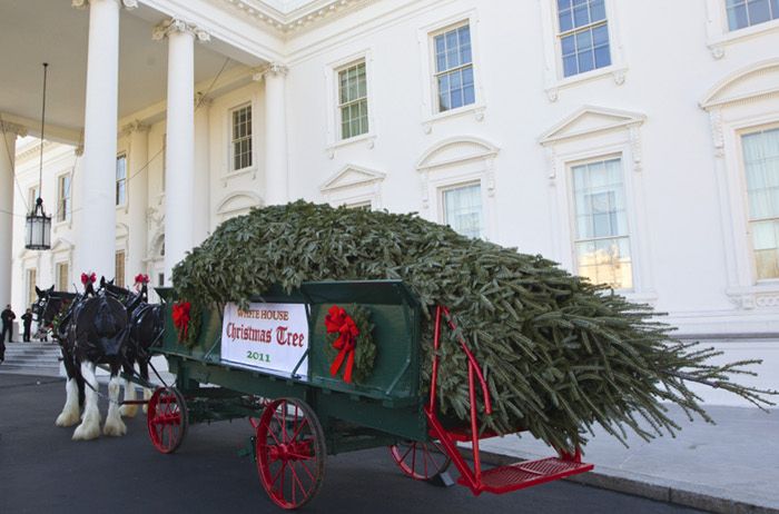 White House Gets a Christmas Tree (5 pics + video)