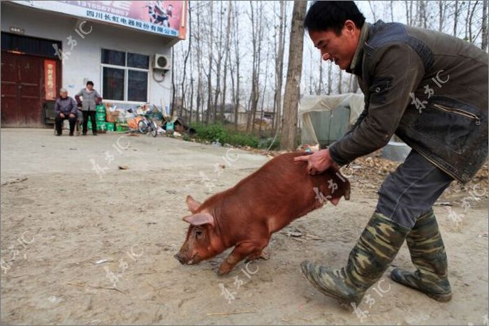 Disabled Pig Learned to Walk on Two Legs (12 pics)