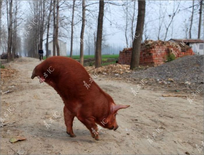 Disabled Pig Learned to Walk on Two Legs (12 pics)