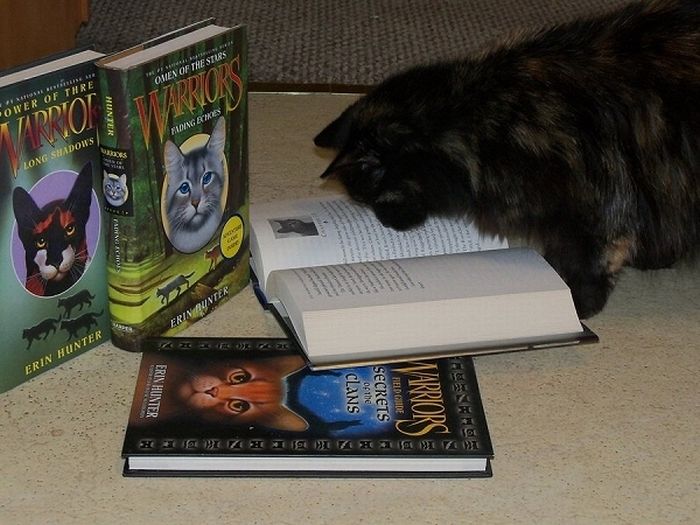 Cats Reading Books (18 pics + 1 gif)
