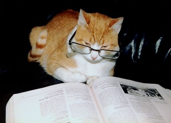 Cats Reading Books (18 pics + 1 gif)