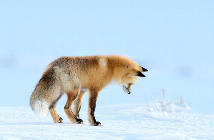 A Fox is Hunting for a Mouse in Yellowstone Park (7 pics)