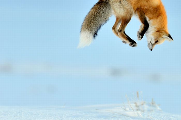 A Fox is Hunting for a Mouse in Yellowstone Park (7 pics)