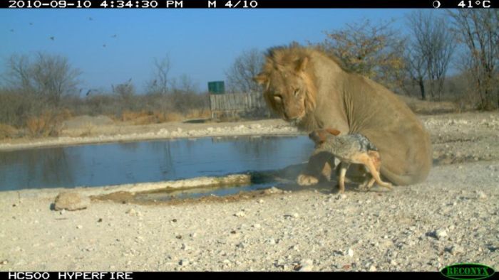 Jackal vs Lion (10 pics)