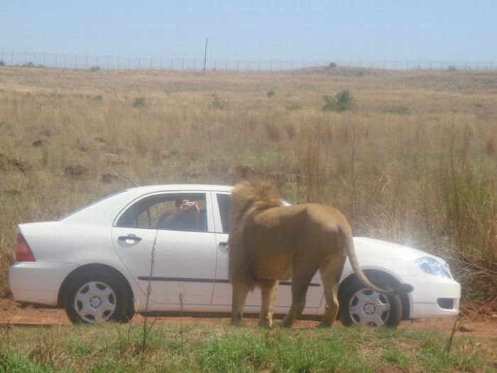 Only in Africa! Part 2 (43 pics)