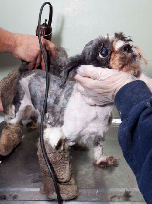 Dog's First Haircut (10 pics)