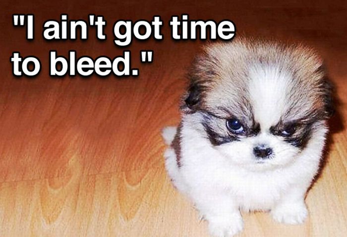 Tough Guy Movie Quotes From A Puppy (15 pics)