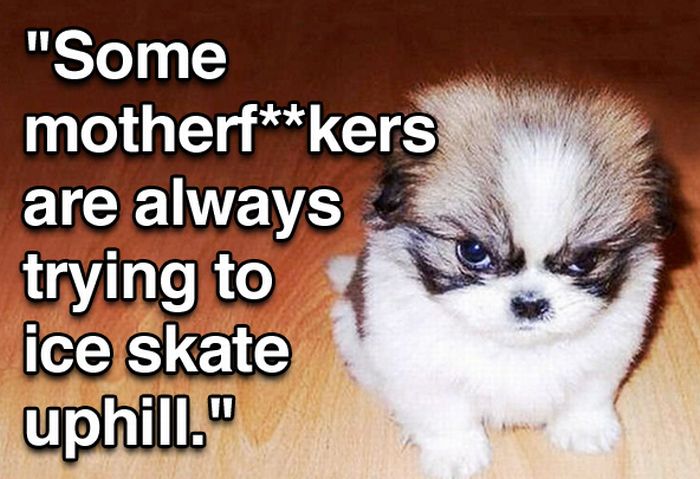 Tough Guy Movie Quotes From A Puppy (15 pics)