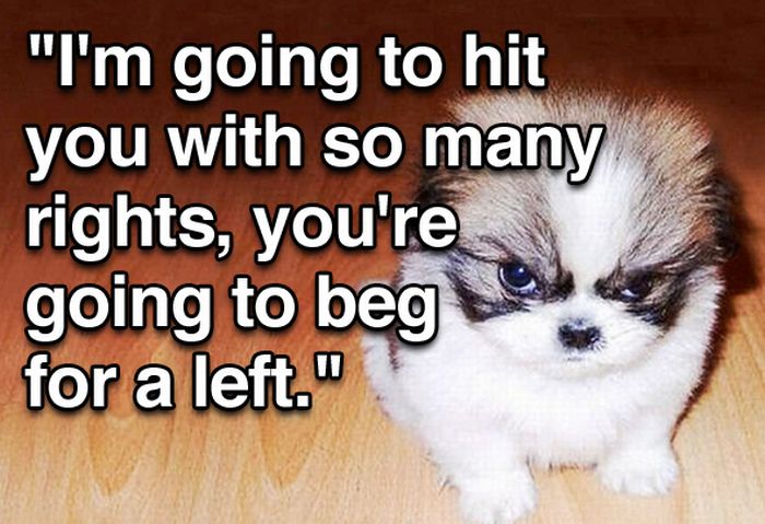 Tough Guy Movie Quotes From A Puppy (15 pics)