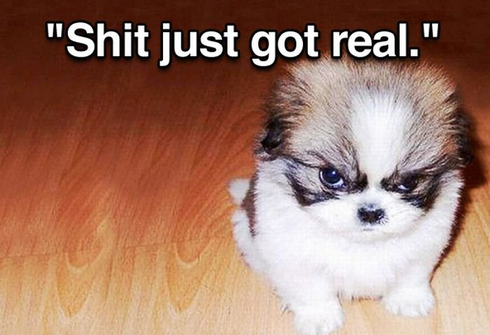 Tough Guy Movie Quotes From A Puppy (15 pics)