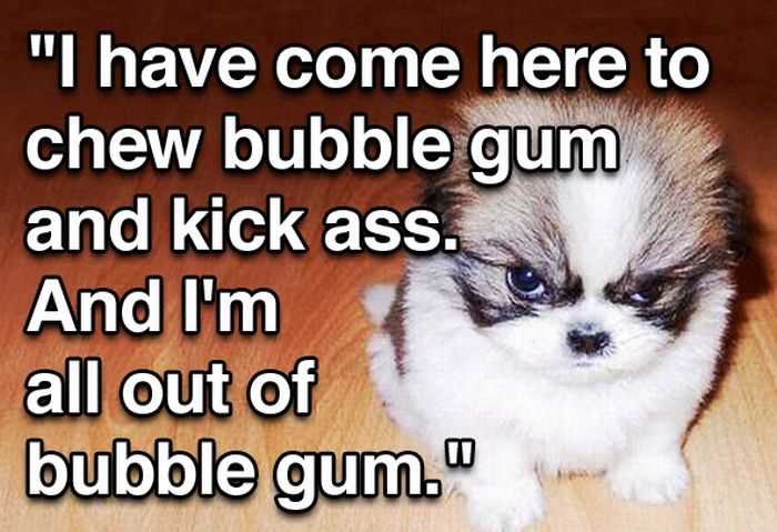 Tough Guy Movie Quotes From A Puppy (15 pics)