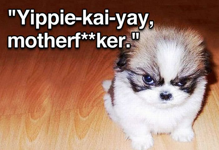 Tough Guy Movie Quotes From A Puppy (15 pics)