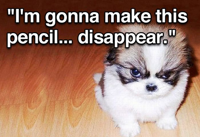 Tough Guy Movie Quotes From A Puppy (15 pics)