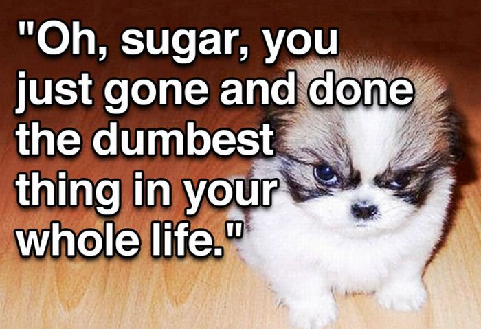 Tough Guy Movie Quotes From A Puppy (15 pics)