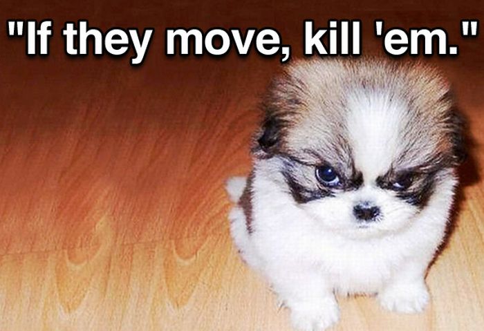 Tough Guy Movie Quotes From A Puppy (15 pics)