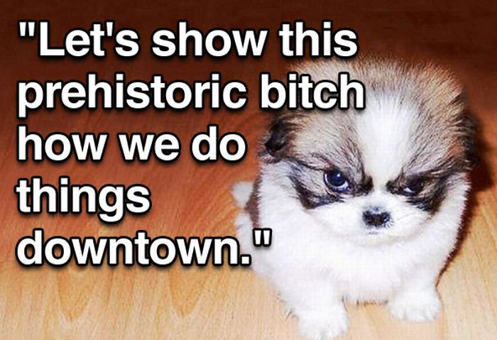 Tough Guy Movie Quotes From A Puppy (15 pics)