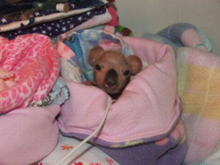 Rescued Baby Koalas (11 pics)