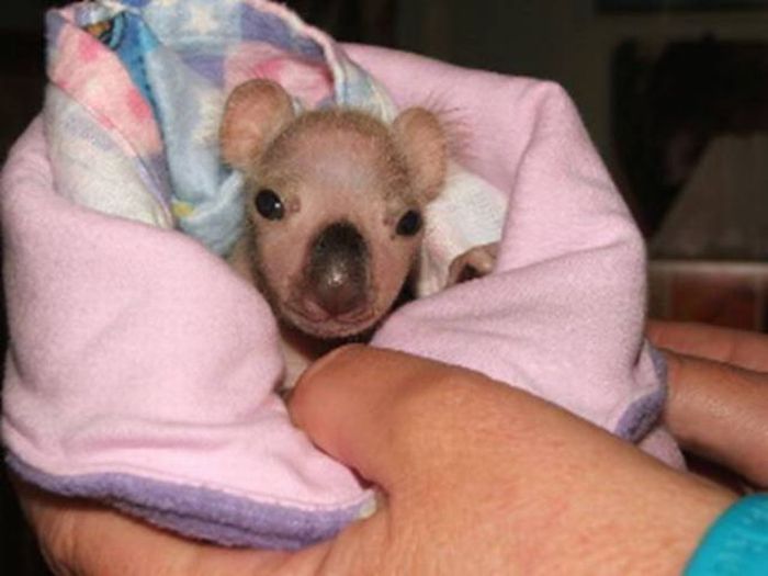 Rescued Baby Koalas (11 pics)